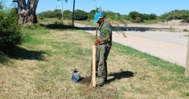 Fernández avanza hacia una ciudad más verde: el plan de arbolado suma nuevos ejemplares