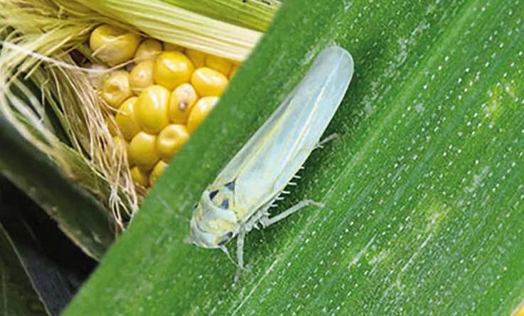 Alerta en el campo santiagueño: volvió la temible “chicharrita del maíz”