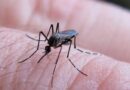 Chikungunya en Santiago del Estero: ya son 11 los casos y crece la preocupación