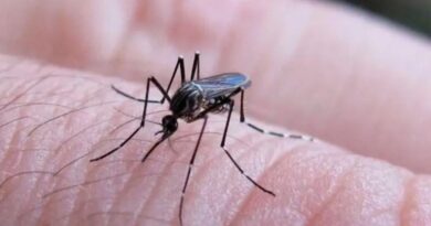 Chikungunya en Santiago del Estero: ya son 11 los casos y crece la preocupación