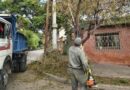 La Municipalidad realizó más de 100 intervenciones en thevetias afectadas por una plaga estacional