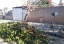 La Municipalidad recordó que las podas de árboles se autorizan solamente con una evaluación técnica