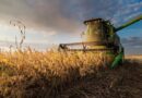 Dato refleja que el campo perdió rentabilidad con relación a 2023