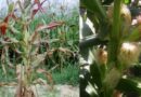 El campo enciende las luces amarillas por la presencia de chicharrita