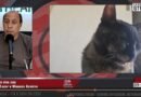 Denuncian ataque a una mascota en el Barrio Inmigrantes